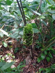 Goeppertia monophylla