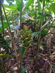 Goeppertia monophylla
