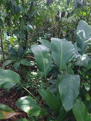 Goeppertia monophylla