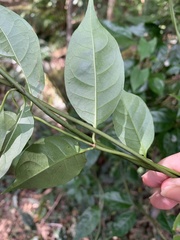 Gynochthodes jasminoides
