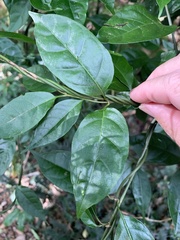 Gynochthodes jasminoides