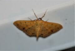 Patania balteata
