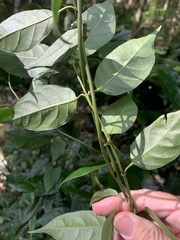 Gynochthodes jasminoides