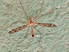 Eumicrotipula