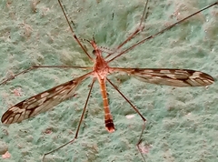 Eumicrotipula