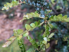 Vaccinium floribundum