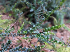 Vaccinium floribundum
