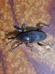 Cosmopolites sordidus