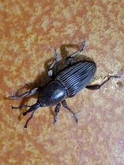 Cosmopolites sordidus