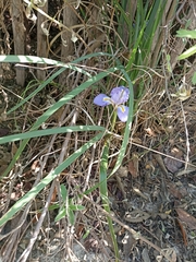 Iris unguicularis