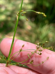 Juncus pauciflorus