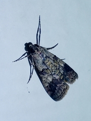 Pyraloidea