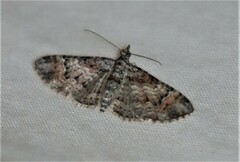 Mnesiloba eupitheciata