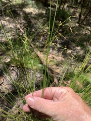 Juncus pauciflorus