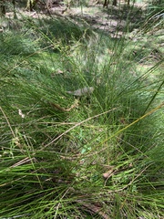 Juncus pauciflorus