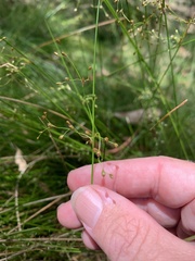 Juncus pauciflorus