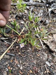 Boronia parviflora