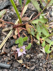 Boronia parviflora
