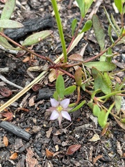 Boronia parviflora