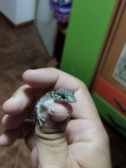 Tarentola delalandii