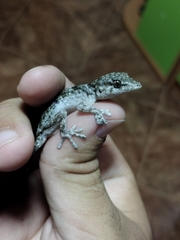 Tarentola delalandii
