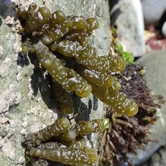 Splachnidium rugosum