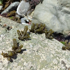 Splachnidium rugosum