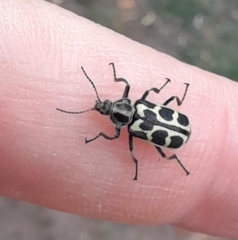 Astylus atromaculatus