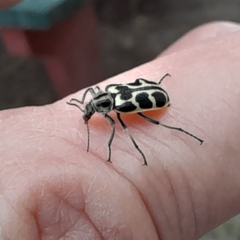 Astylus atromaculatus