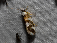 Machetis aphrobola