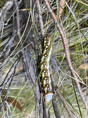 Psalidostetha banksiae