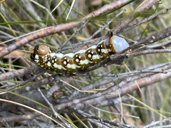 Psalidostetha banksiae