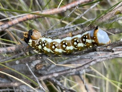 Psalidostetha banksiae