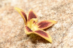 Scaphium scaphigerum