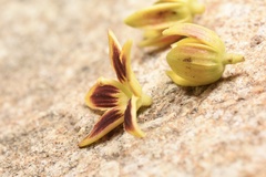 Scaphium scaphigerum