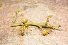 Scaphium scaphigerum
