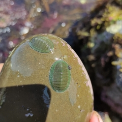Chiton glaucus