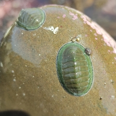 Chiton glaucus