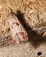 Syntonarcha iriastis