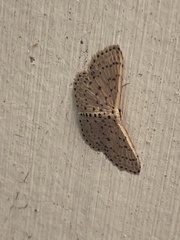 Idaea punctatissima