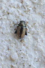 Chaetocnema conducta