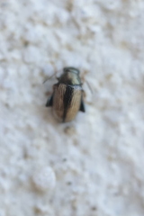 Chaetocnema conducta