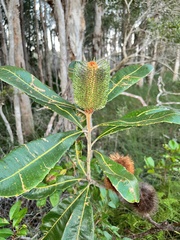 Banksia robur