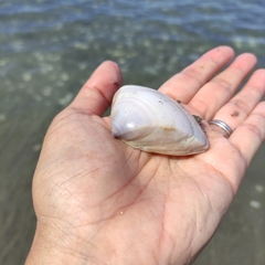 Crassula aequilatera