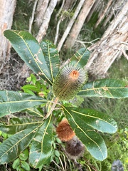 Banksia robur