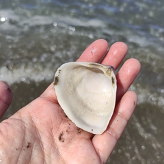 Crassula aequilatera