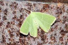 Urolitha bipunctifera