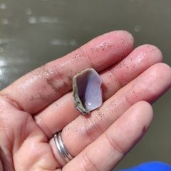 Crassula aequilatera