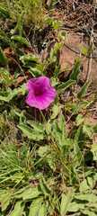 Ipomoea oblongata