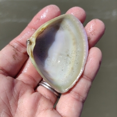 Crassula aequilatera